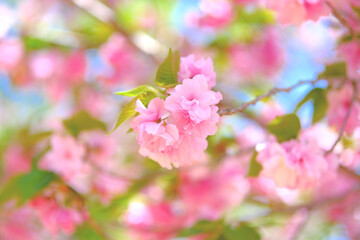 日本の春の風景　八重桜