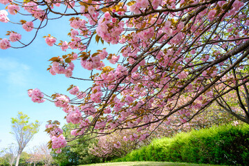 日本の春の風景　八重桜