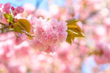 日本の春の風景　八重桜