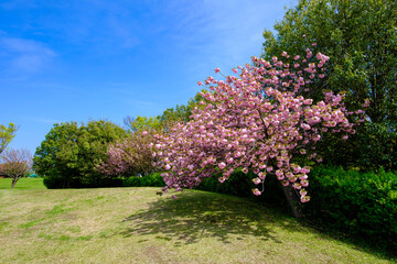 日本の春の風景　八重桜
