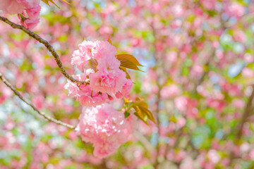 日本の春の風景　八重桜