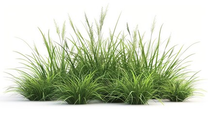 modern 3d illustration of lush green phalaris arundinacea ornamental grass clump isolated on clean white background digital render