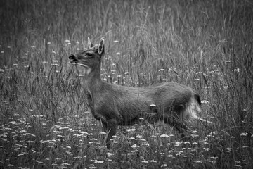 Deer in the Grass Black and White