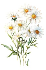 Fototapeta premium Daisy bouquet asteraceae graphics blossom.