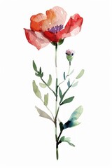 Fototapeta premium Wild flower blossom plant poppy.