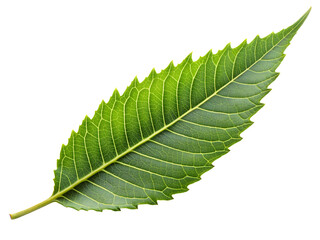 Single neem leaf isolated on white.
