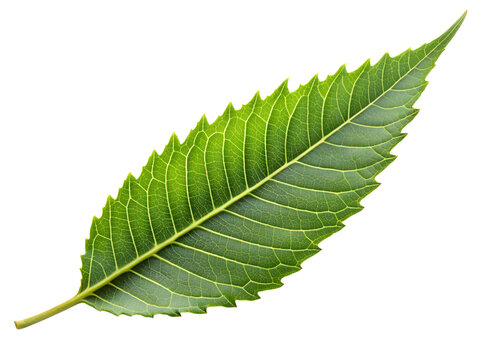 Neem Leaf Neem Leaf