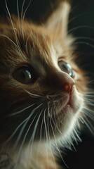 A ginger kitten looking up at the camera with wide eyes.