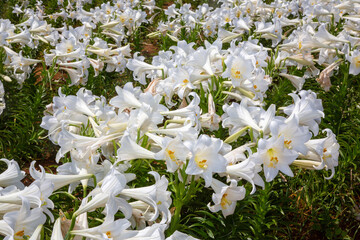 百合の季節, 沖永良部島, 花, 自然, 植える, 球根の輸出、特産品