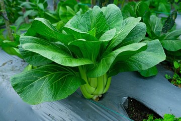Pakcoy (Pok Choy atau Bok Choy) grows in a vegetable garden. Organic Vegetables. Agriculture - obrazy, fototapety, plakaty