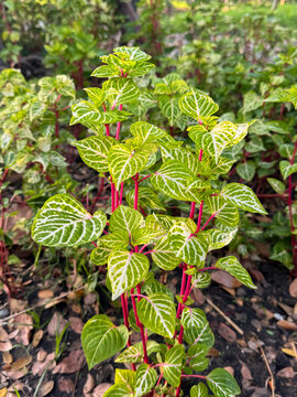 The chicken gizzard plant (Iresine herbstii aureoreticulata) is a colorful plant which bears red stems, green leaves with yellow veins. Bloodleaf Yellow Iresine plant is an ornamental houseplant.