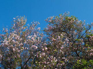 Blooming Trees UnderTurquoise Skies.