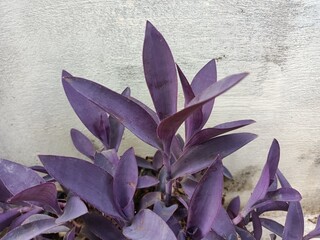 Tradescantia pallida is a species of spiderwort native to the Gulf Coast region of eastern Mexico. 