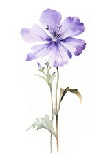 Watercolor violet flower blossom petal plant.