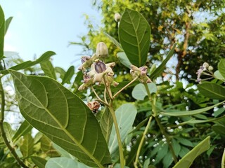 Calotropis gigantea, the crown flower, is a species of Calotropis native to Cambodia, Vietnam, Bangladesh, Indonesia, Malaysia, Thailand, Sri Lanka, India, China, Pakistan, and Nepal. 