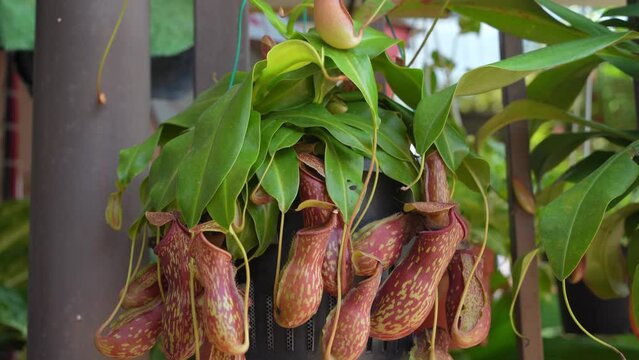 Close-up view of the Nepenthes Gaya. It is a beautiful tropical pitcher plant variety