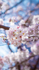 Pale pink sakura flowers also known as cherry blossom with bright blue-sky and pale pink sakura flowers bokeh or defocused background, shot on Osaka Castle Park, Japan during the day