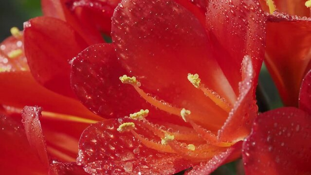 水滴が付いたクンシランの花