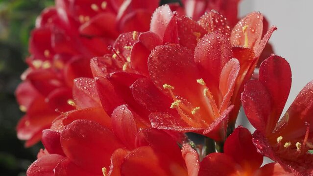 水滴が付いたクンシランの花