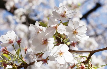 桜,染井吉野,ソメイヨシノ,千鳥ケ淵緑道,
someiyoshino,cherry blossoms