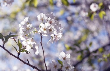 桜,染井吉野,ソメイヨシノ,千鳥ケ淵緑道,
someiyoshino,cherry blossoms