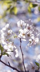 桜,染井吉野,ソメイヨシノ,千鳥ケ淵緑道,
someiyoshino,cherry blossoms