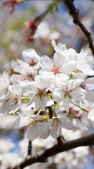 桜,染井吉野,ソメイヨシノ,千鳥ケ淵緑道,
someiyoshino,cherry blossoms