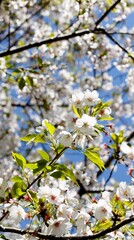 桜,染井吉野,ソメイヨシノ,千鳥ケ淵緑道,
someiyoshino,cherry blossoms