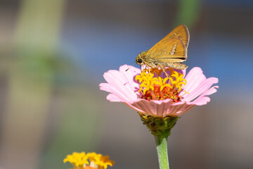 吸蜜中のセセリチョウ
