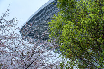 桜と屋根