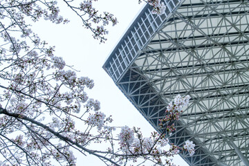 花びらと屋根