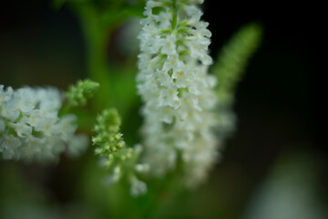 Aloysia virgata gathered in clusters at the ends of branches or leaf axils, pure white,Aloysia virgata blooming in clusters
