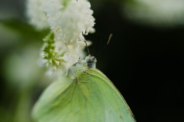 Aloysia virgata prefers average to dry well-drained soil in full sun and can tolerate some drought. Aloysia virgata Use in containers,