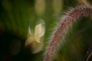Pennisetum purpureum has a higher nutritional value than many other grass varieties. Pennisetum purpureum crude protein accounts for 19.69%, fat