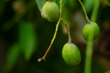 seeds, Spondias dulcis can be eaten fresh; Spondias dulcis is thick, hard, crispy and has a...