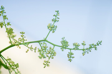 seeds, Spondias dulcis can be eaten fresh; Spondias dulcis is thick, hard, crispy and has a slightly sour-sweet taste,