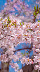Fototapeta premium Bright pink sakura flowers also known as cherry blossom with pink sakura flowers bokeh (defocused) background, shot on Osaka Castle Park, Japan during the day