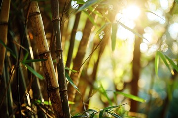 Obraz premium Sunlight filtering through a serene bamboo forest
