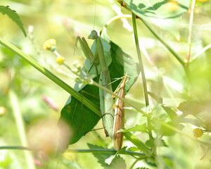 カマキリの悲しい愛
