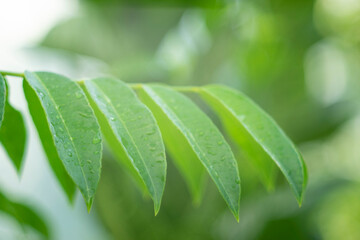  Spondias dulcis has a slightly sour-sweet taste, Spondias dulcis can also be used to make fruit juice