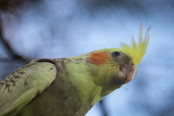 The grey feathers on his cheeks  Cockatiel Nymphicus and  Cockatiel Nymphicus crest are replaced by...