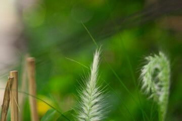 edge hugs Pennisetum purpureum the stem tightly and Pennisetum purpureum protects the node meristem.
- Flowers: Flowers Pennisetum purpureum are small,Pennisetum purpureum