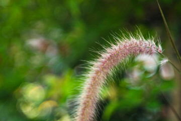 At the base of the small flower Pennisetum purpureum, Pennisetum purpureum are usually two Pennisetum purpureum eyebrows arranged opposite each other