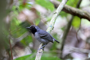 The collared puffbird (Bucco capensis) is a species of bird in the family Bucconidae, the puffbirds, nunlets, and nunbirds. This photo was taken in Colombia.