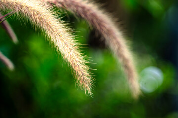 ,Pennisetum purpureum pollinated by the wind, Pennisetum purpureum concentrated in clusters, the base Pennisetum purpureum is small flowers