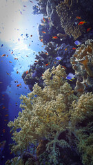 Underwater photo of a colorful coral reef with soft corals. From a scuba dive in the south Red Sea....