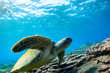逆光の中ゆったり泳ぐ美しく大きなアオウミガメ（ウミガメ科）とダイバー達。

スキンダイビングポイントの底土海水浴場。
航路の終点、太平洋の大きな孤島、八丈島。
東京都伊豆諸島。
2020年2月22日水中撮影。

Beautiful and large green sea turtle (Chelonia mydas, family Turtles) swimming leisurely 
