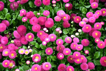 Pink English Daisies in Full Bloom