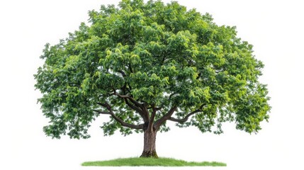 Obraz premium A large, green tree with a thick trunk and lush foliage.