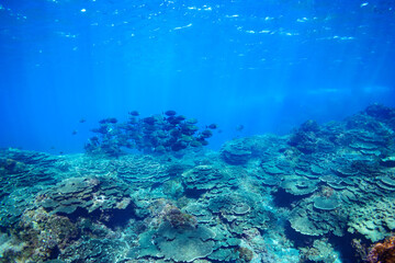 Fototapeta premium 素晴らしいサンゴ礁の美しいニザダイ（ニザダイ科）の大群他。スキンダイビングポイントの底土海水浴場。 航路の終点、太平洋の大きな孤島、八丈島。 東京都伊豆諸島。 2020年2月22日水中撮影。Large school of Sawtail juvenile (Prionurus scalprum) and others in Wonderful coral reefs.Sokodo Be